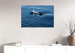 Lade das Bild in den Galerie-Viewer, DOLPHIN SPLASH
