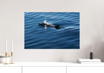 Lade das Bild in den Galerie-Viewer, DOLPHIN SPLASH
