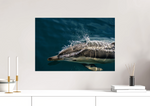 Lade das Bild in den Galerie-Viewer, DOLPHIN EXHALE
