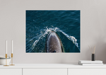 Lade das Bild in den Galerie-Viewer, DOLPHIN BREATHE
