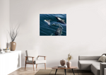 Lade das Bild in den Galerie-Viewer, DOLPHIN PLAY
