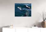 Lade das Bild in den Galerie-Viewer, DOLPHIN PLAY
