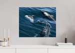 Lade das Bild in den Galerie-Viewer, DOLPHIN PLAY
